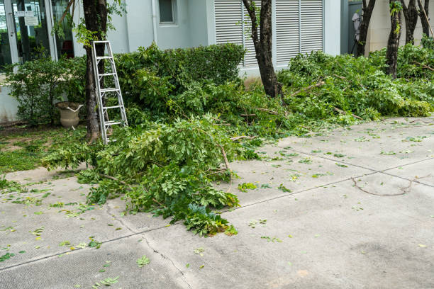 Best Leaf Removal Services  in Ozona, TX